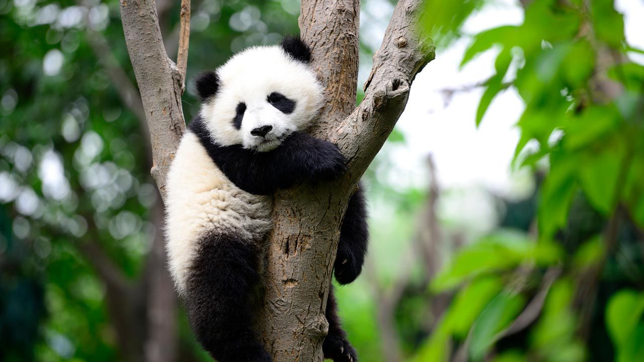 🐼 Día Nacional del Oso Panda 🐼 - News - BUAP